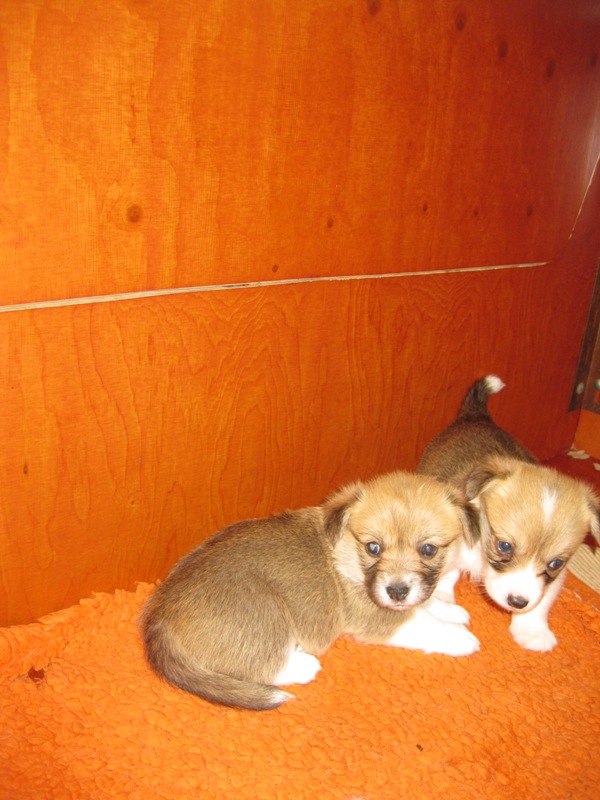 Puppies